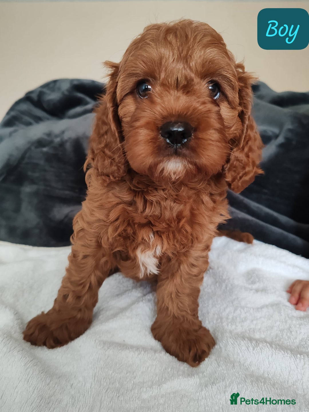 Cavapoo dogs for sale: Lovely Cavapoo puppies - Image 1