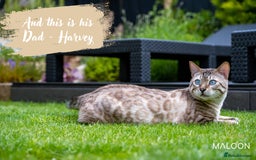 Bengal cats for sale: Dune- Stunning Bengal Boy- TICA with champion line - Image 12