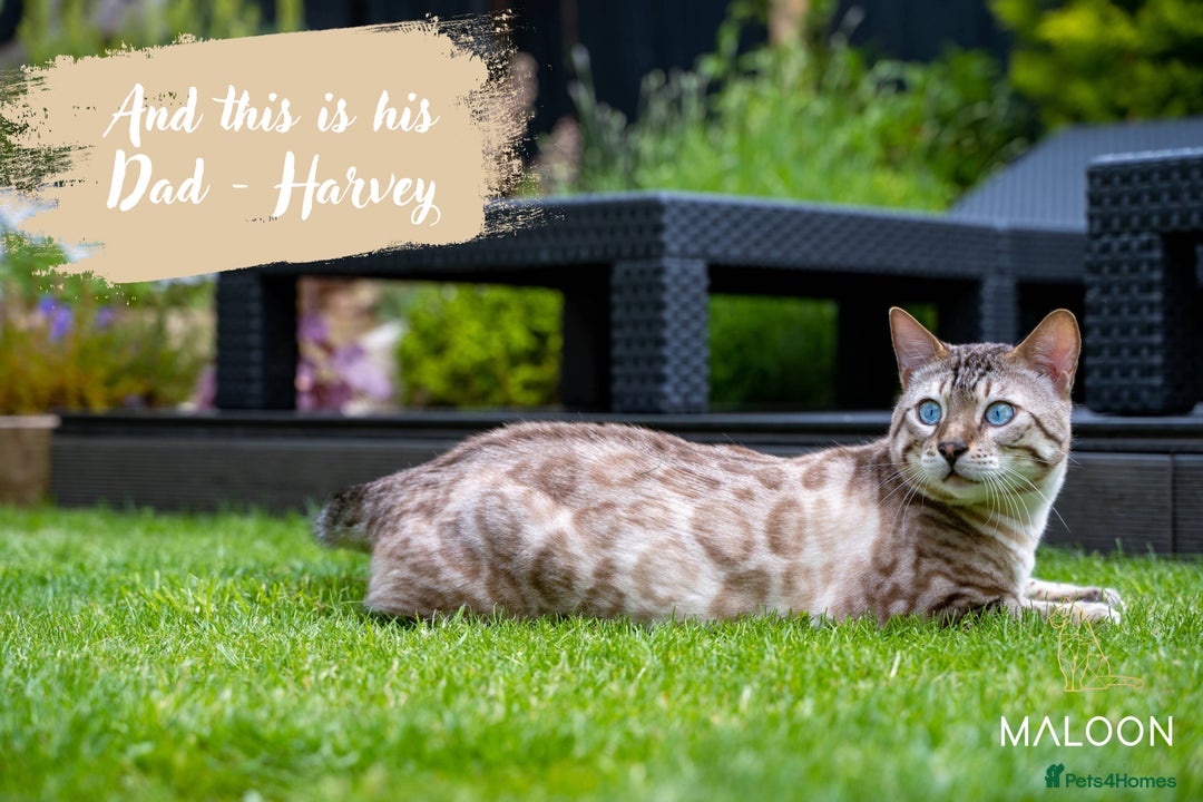 Bengal cats for sale: Dune- Stunning Bengal Boy- TICA with champion line - Image 12