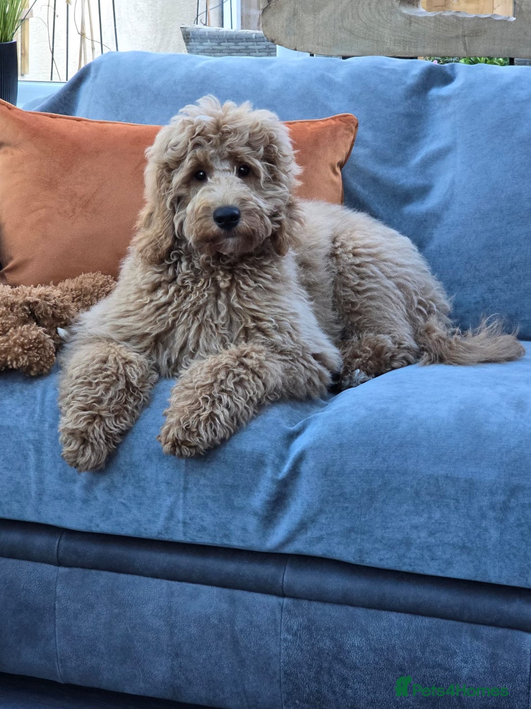 Goldendoodle dogs for sale: Amazing Minature Goldendoodle  - Image 3