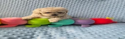 Maltipoo dogs for sale:  Beautiful  Maltipoo - Advert 12