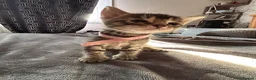 Bengal cats for sale: Mix Bengal kittens for sell in Corby - Advert 8