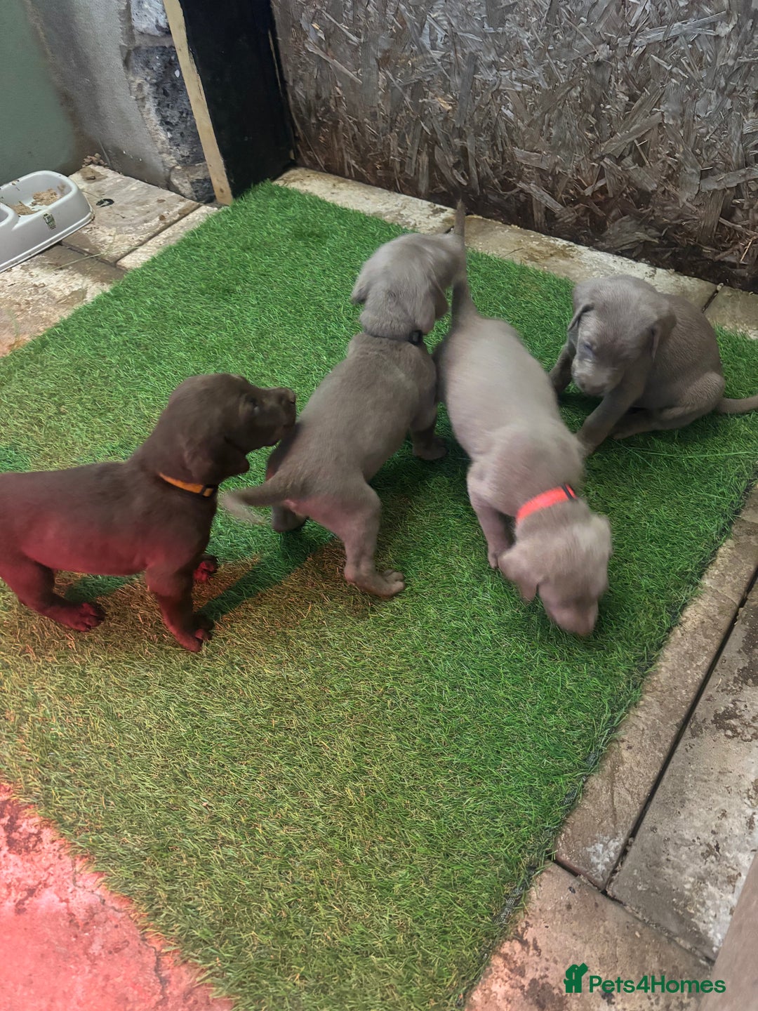 Mixed Breed dogs for sale: Pointer puppies  - Image 6
