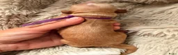 Cocker Spaniel dogs for sale: LICENSED BREEDER KC HEALTH TESTED SHOW COCKERS - Advert 20