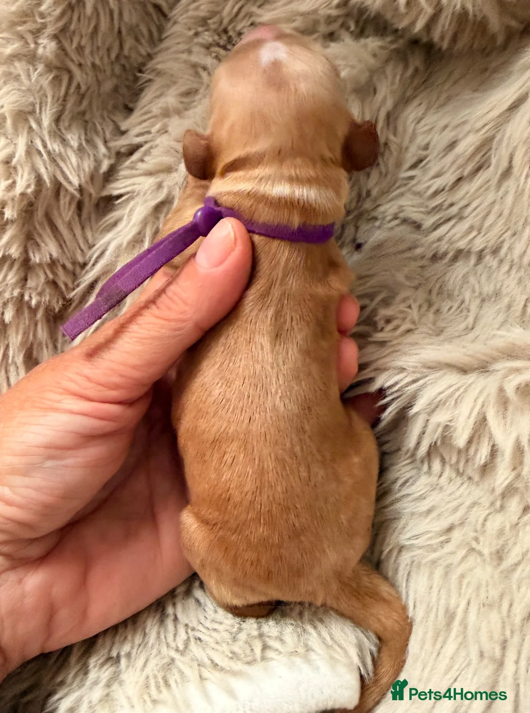 Cocker Spaniel dogs for sale: LICENSED BREEDER KC HEALTH TESTED SHOW COCKERS - Advert 20