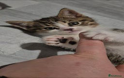 Mixed Breed cats for sale: BEAUTIFUL Kittens Looking forever home - Image 5