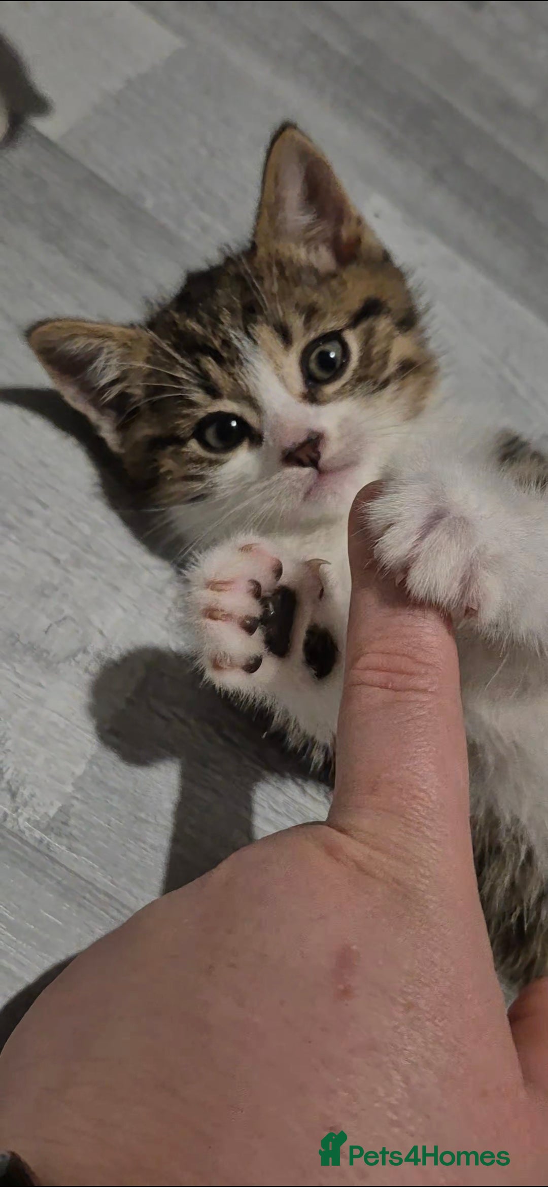 Mixed Breed cats for sale: BEAUTIFUL Kittens Looking forever home - Image 5