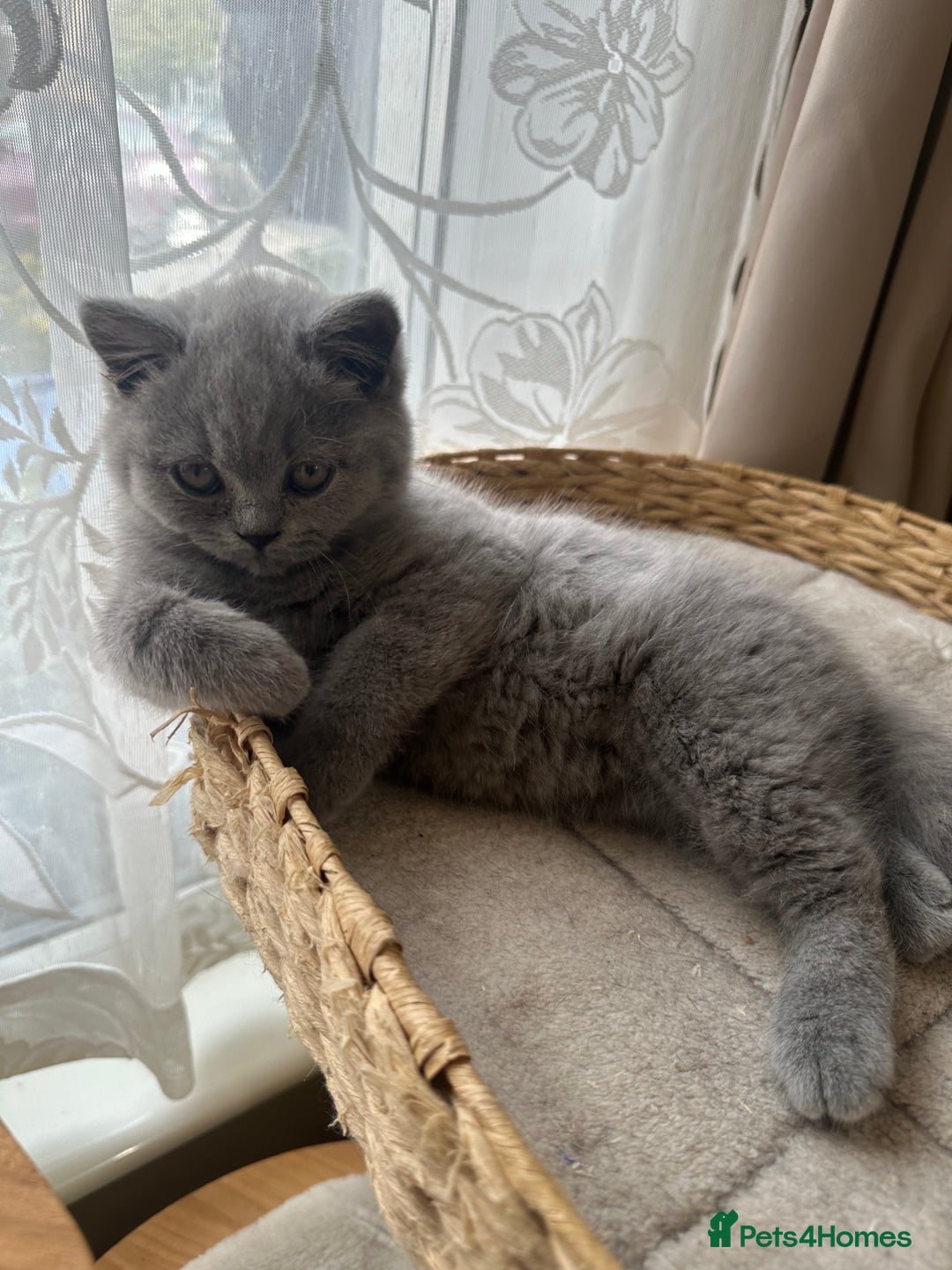 British Shorthair cats for sale: British Shorthair GCCF Registered Kittens  - Image 11