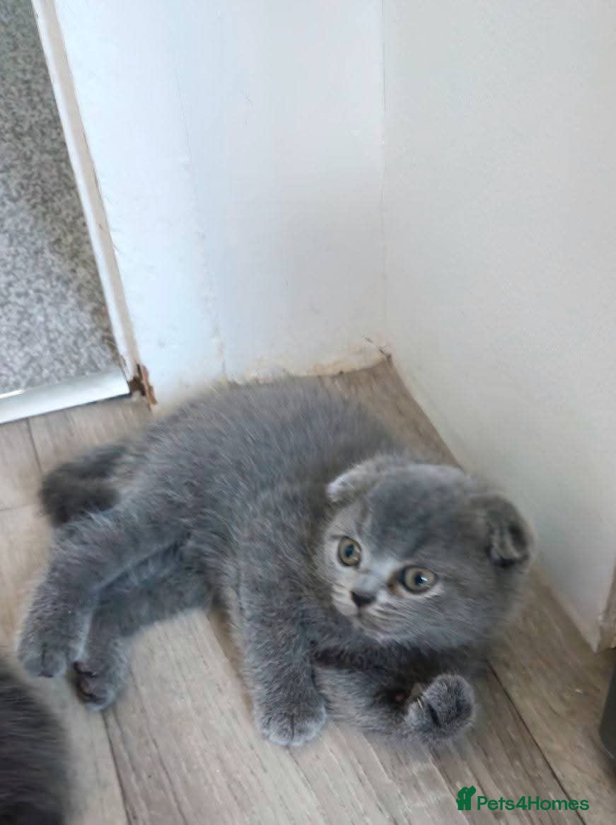 Scottish Fold cats Scottish Fold - Advert 2