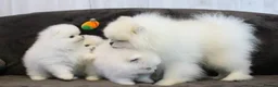 Pomeranian dogs for adoption: beautiful White Pomeranians puppies - Advert 1