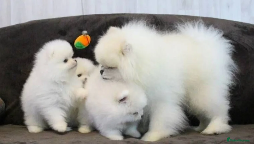 Pomeranian dogs for adoption: beautiful White Pomeranians puppies - Advert 1