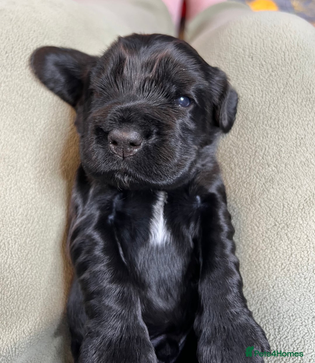 Cocker Spaniel dogs for sale: Show-Quality Cocker Spaniel Puppies  - Advert 5