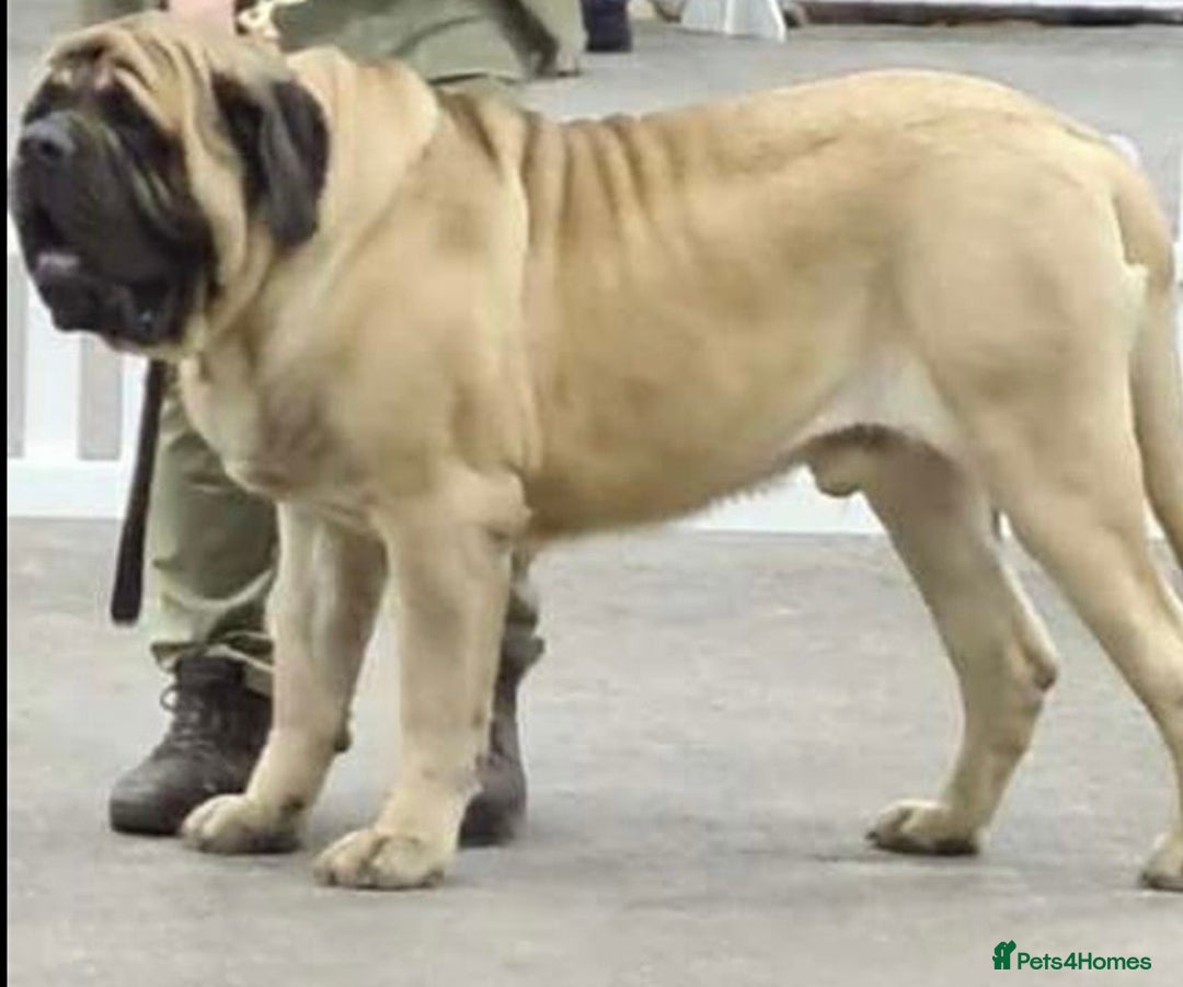 Mastiff dogs for sale: 8 week old kc reg English Mastiff female puppy - Advert 9