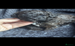 Shihpoo dogs for sale: F1b shihpoo - Advert 8