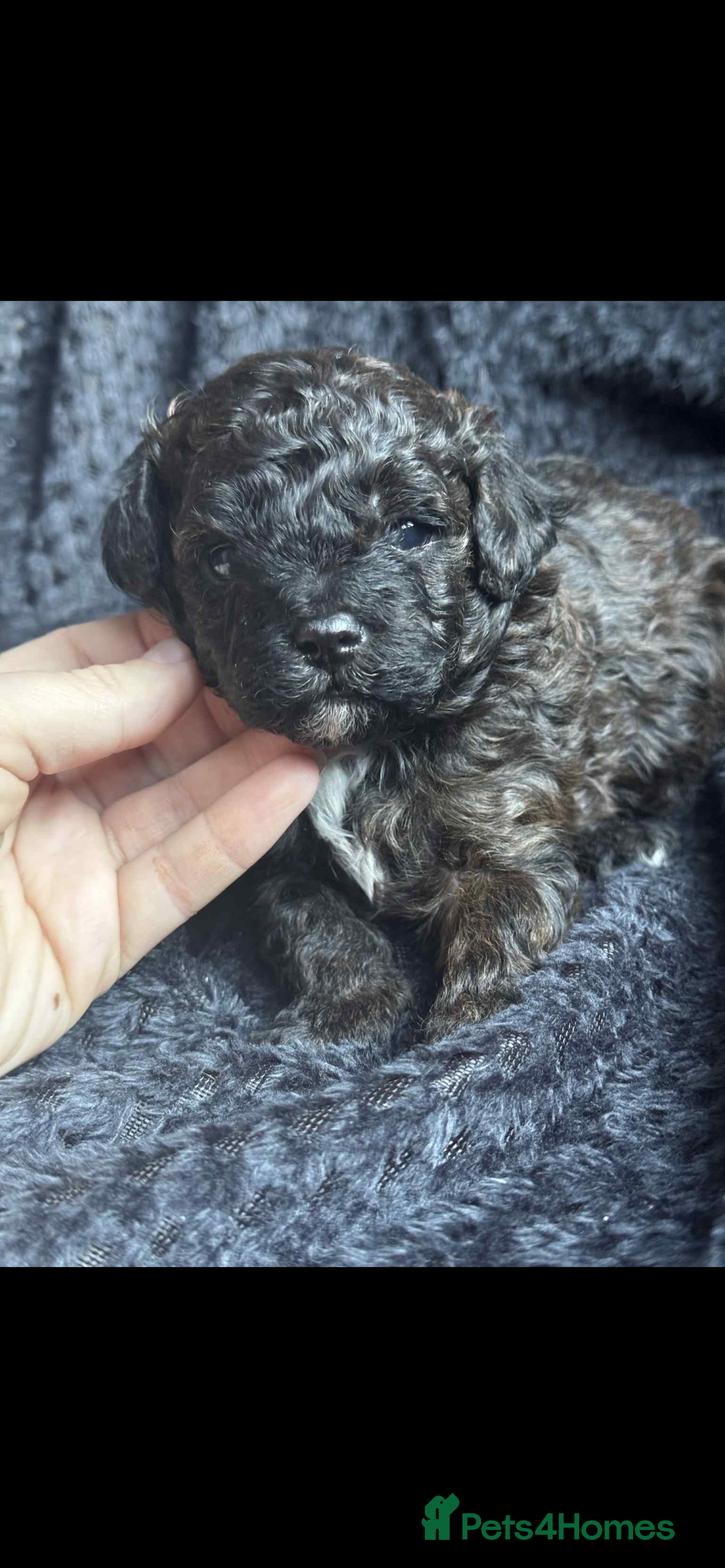 Shihpoo dogs for sale: F1b shihpoo - Advert 8