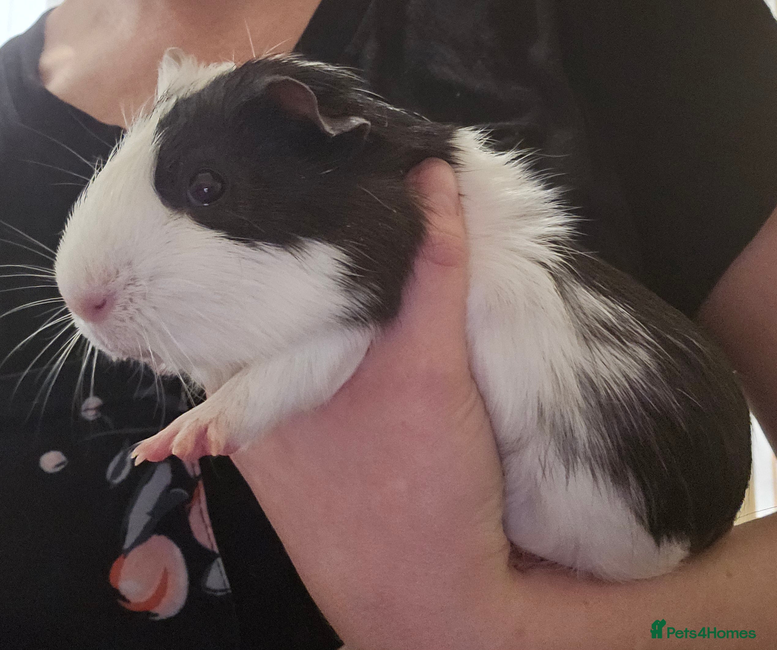 Guinea Pig rodents 2 male guinea pigs  - Advert 2