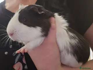 Guinea Pig rodents 2 male guinea pigs - Advert 2