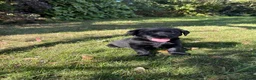 Labrador Retriever dogs for sale: Handsome Labrador dogs available  in Durham - Advert 14