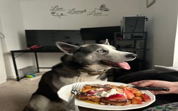 Siberian Husky dogs for sale: Demon - Image 2