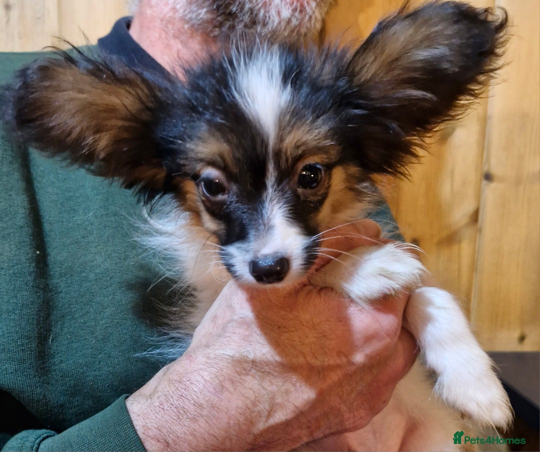 Papillon dogs for sale: Kennel Club registered Papillons - Advert 18