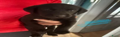 Cyan collar