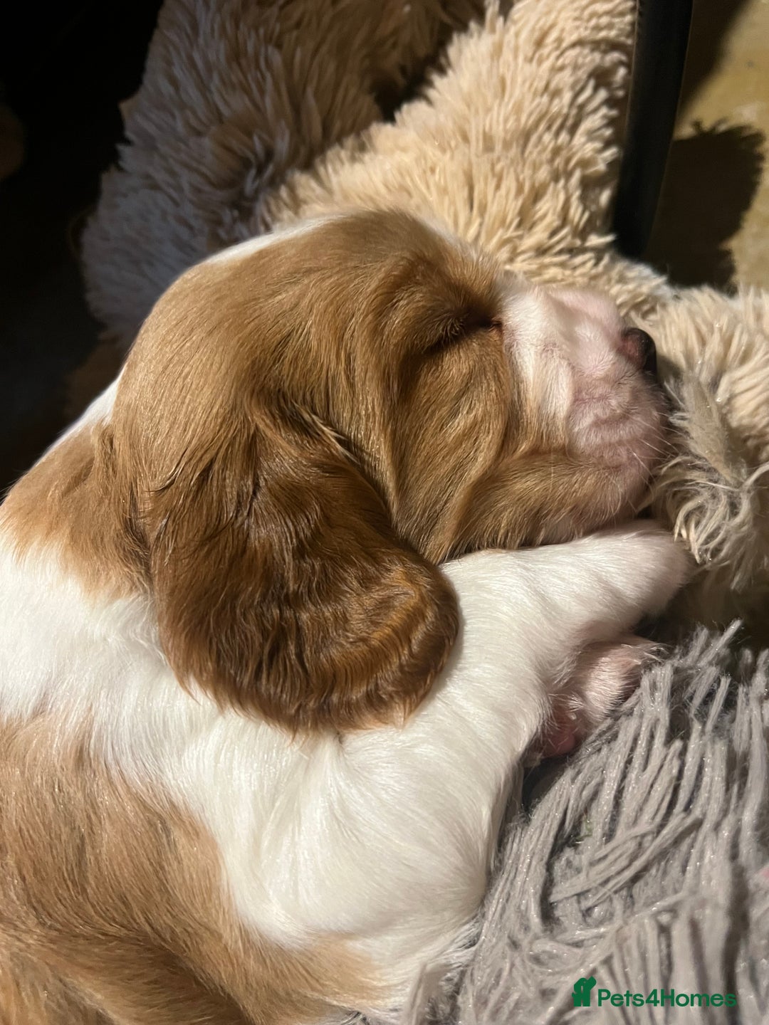 Welsh Springer Spaniel dogs for sale: 1 Girl remaining Fully Health Tested Parents  - Advert 8
