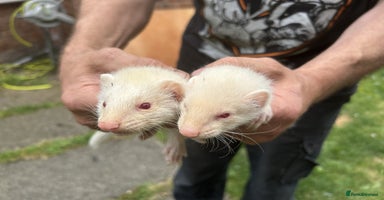 Ferret rodents - Advert 13