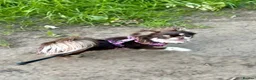 Chihuahua dogs for sale: 💖 Stunning Chocolate Tri Long Coat Girl 💖   - Advert 3