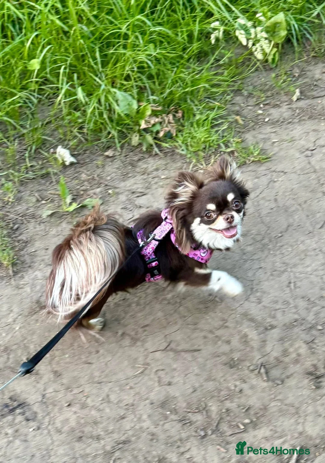 Chihuahua dogs for sale: 💖 Stunning Chocolate Tri Long Coat Girl 💖   - Advert 3
