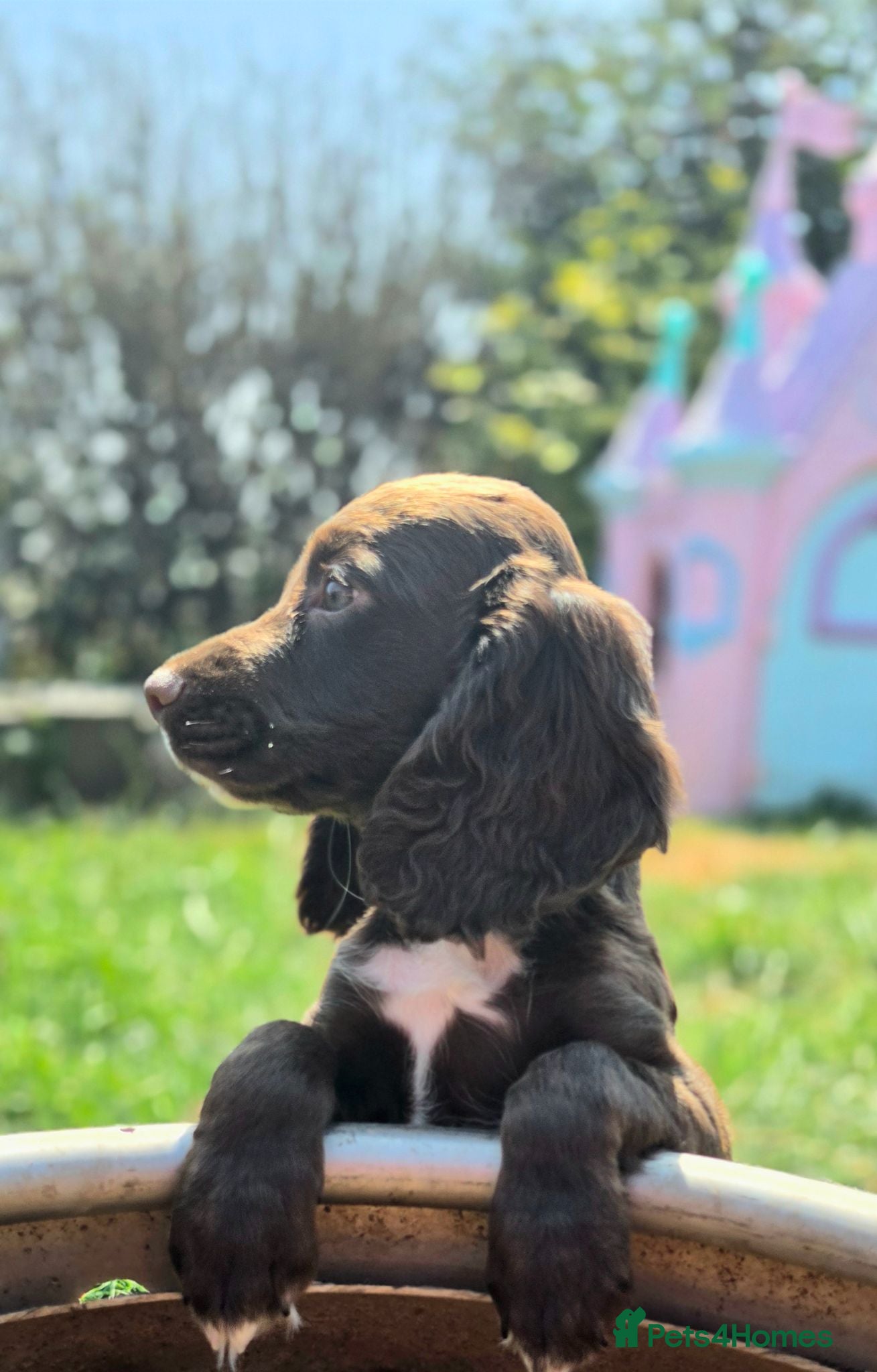 Cocker Spaniel dogs ONLY 1 KC CHOC BOY WORKING TYPE COCKER SPANIEL  - Advert 2