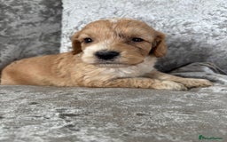 Cockapoo dogs for sale: Gorgeous babies 🥰 - Image 11