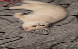 British Shorthair cats for sale: Little funny adorable girl  - Image 8