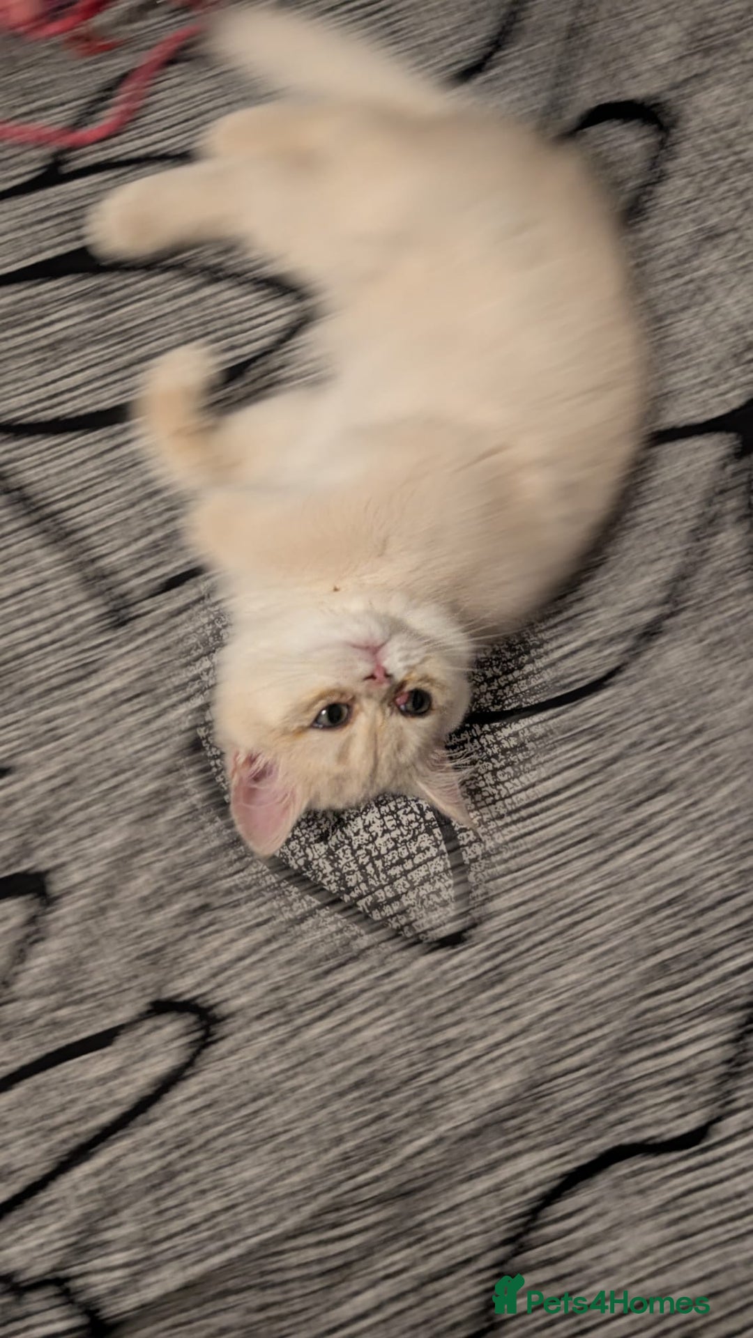 British Shorthair cats for sale: Little funny adorable girl  - Image 8