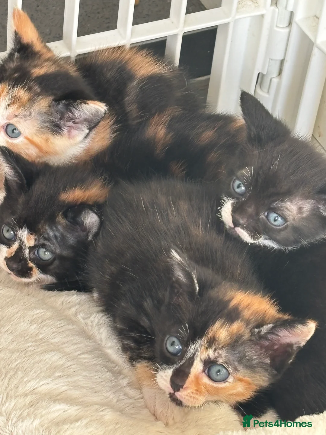 Domestic Shorthair cats for sale: Domestic kittens - Advert 10