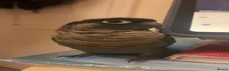 Conures birds for sale: Turquoise Green check conure  - Advert 2
