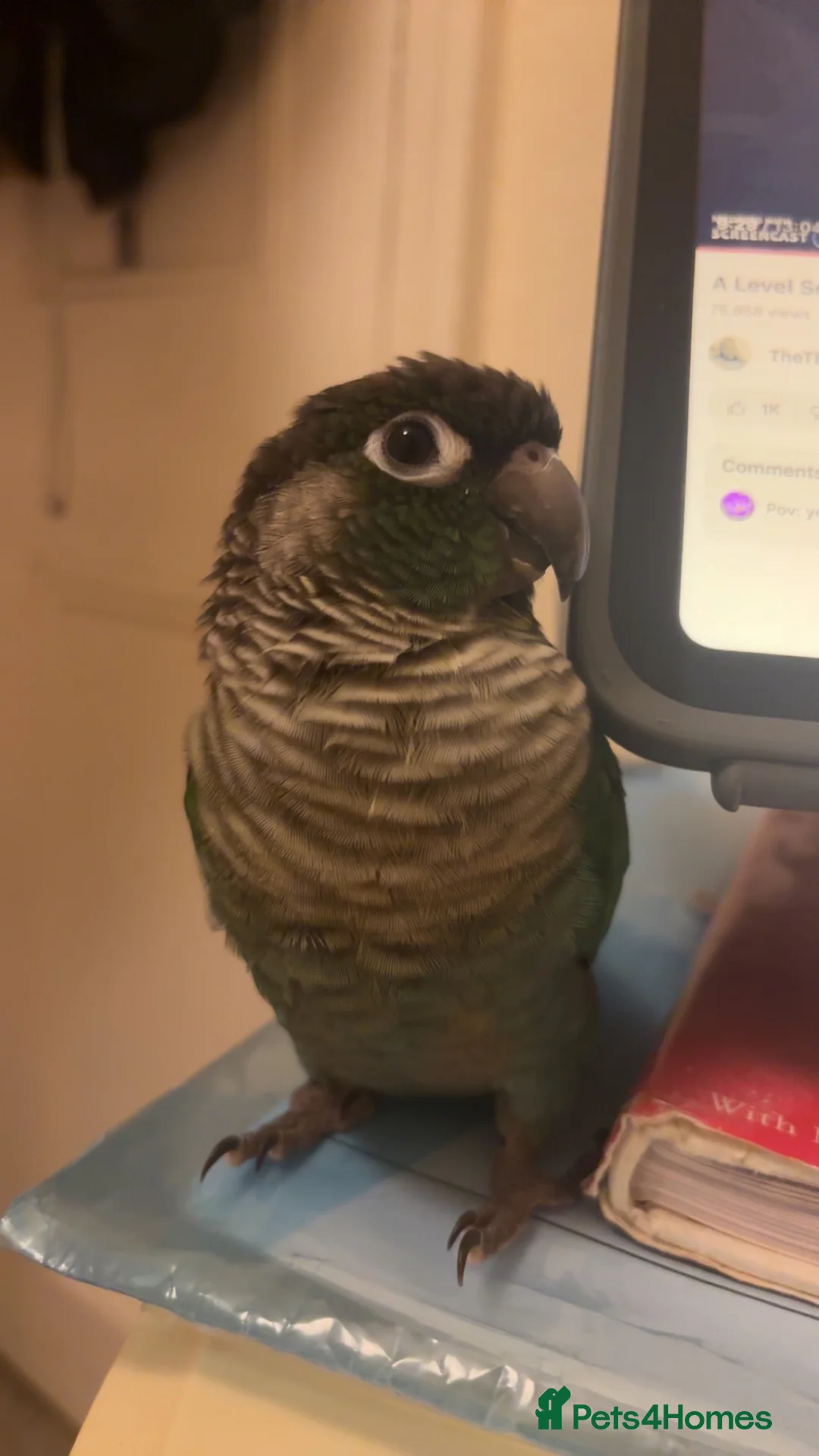 Conures birds for sale: Turquoise Green check conure  - Advert 2