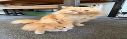 Mixed Breed cats for sale: Kittens for the best homes - Advert 32