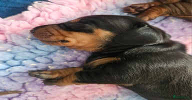 Dachshund dogs - Advert 5