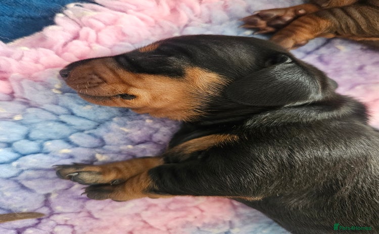 Dachshund dogs - Advert 1