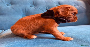 Cavalier King Charles Spaniel dogs - Advert 9