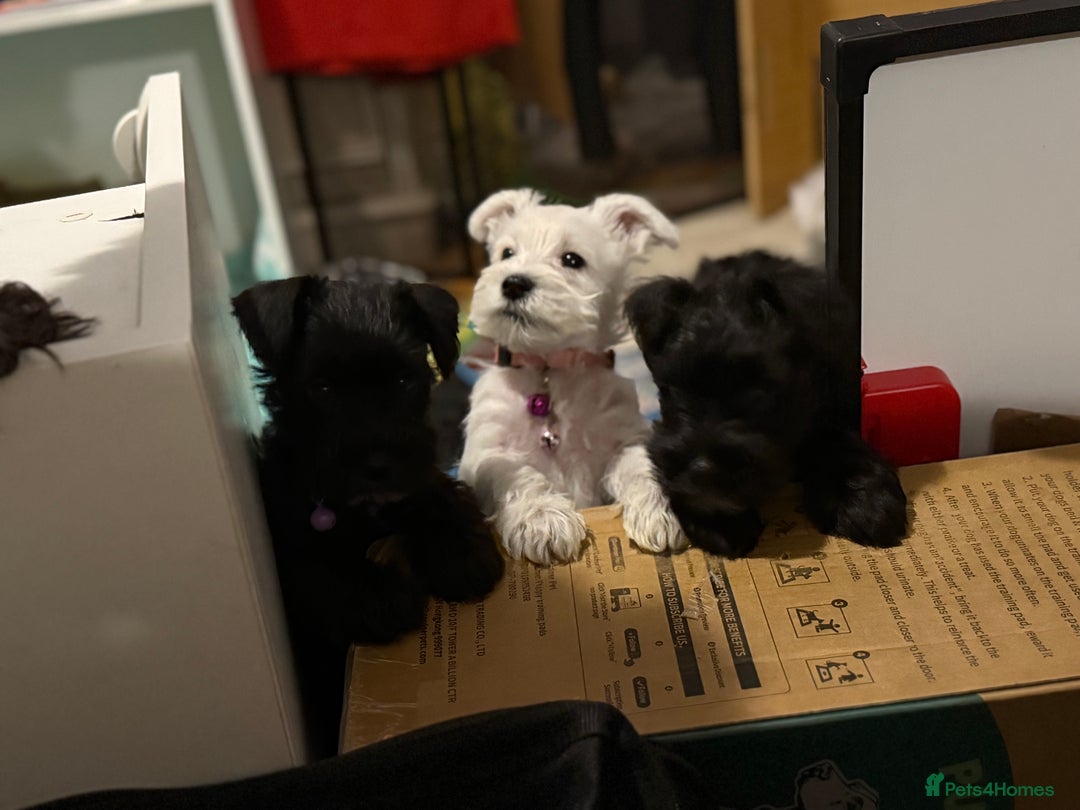 Miniature Schnauzer dogs for stud: Beautiful kc reg Black Mini Schnauzer for stud - Advert 12