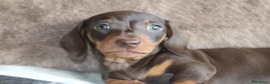 Miniature Dachshund 1
