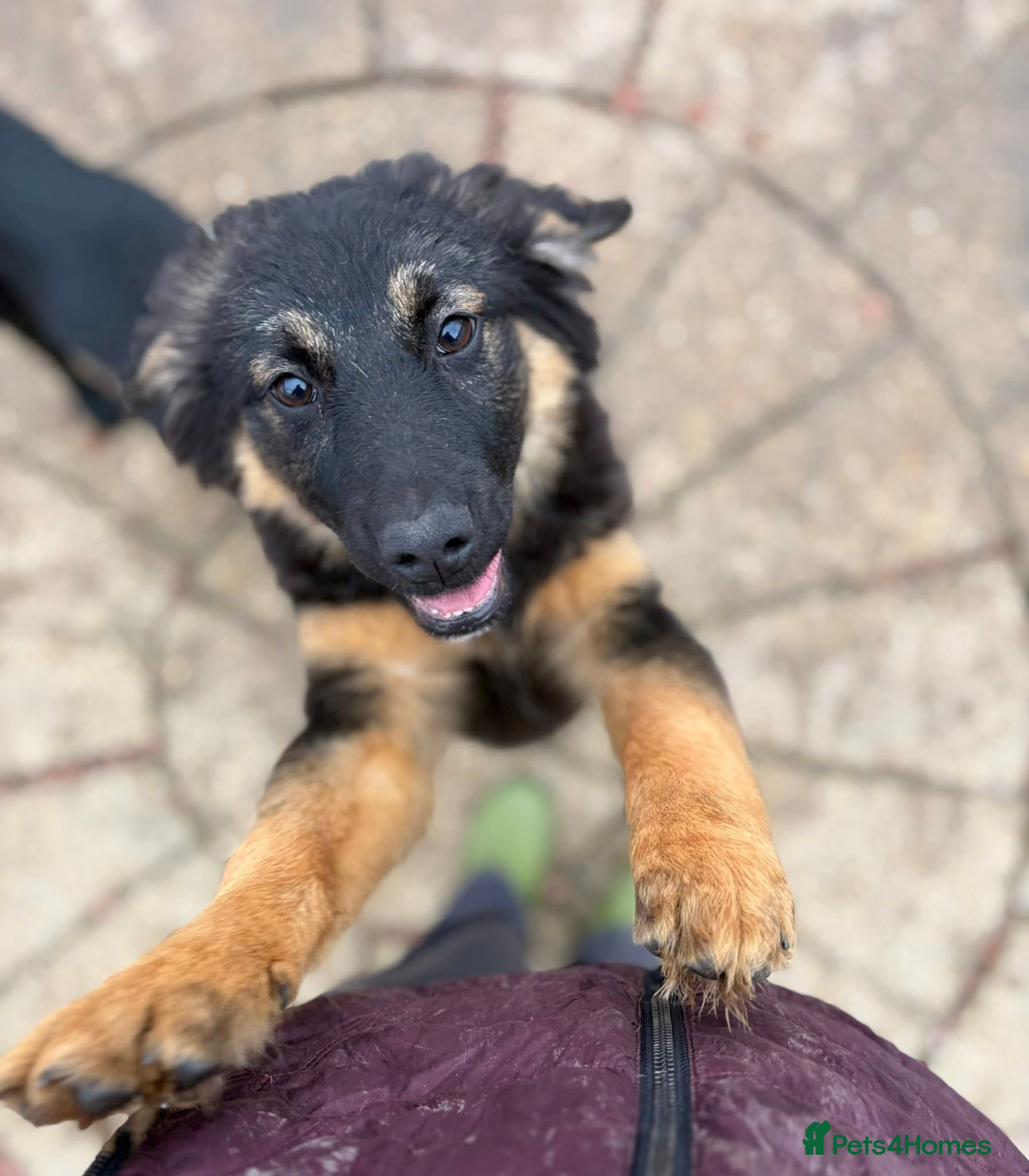 Mixed Breed dogs Poppy - In Aye Looking for a home  - Advert 6