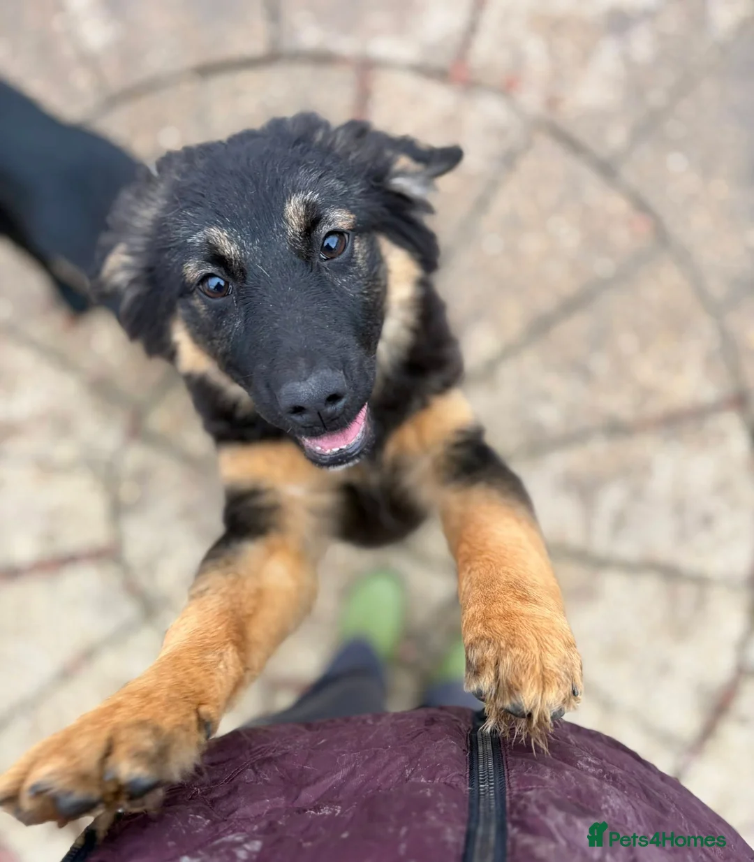Mixed Breed dogs for adoption: Poppy - In Aye Looking for a home  - Advert 1