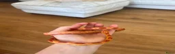Corn Snake reptiles for sale: Albino Corn Snake  in Broadstone - Advert 4