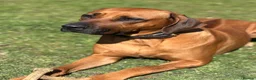 Rhodesian Ridgeback dogs for sale: Born 8th May/KC reg/Family pet/Waiting list open  - Advert 2