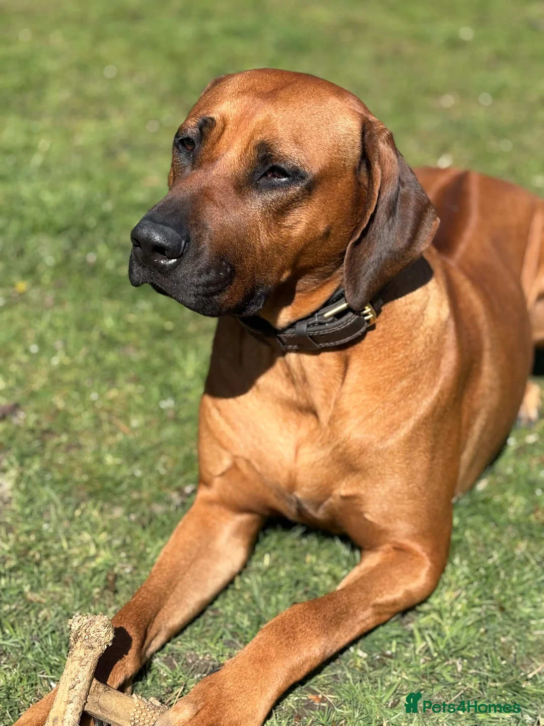 Rhodesian Ridgeback dogs for sale: Born 8th May/KC reg/Family pet/Waiting list open  - Advert 2
