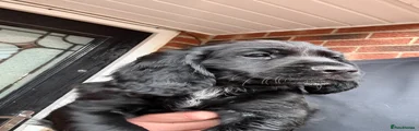 Cocker Spaniel Puppy 4