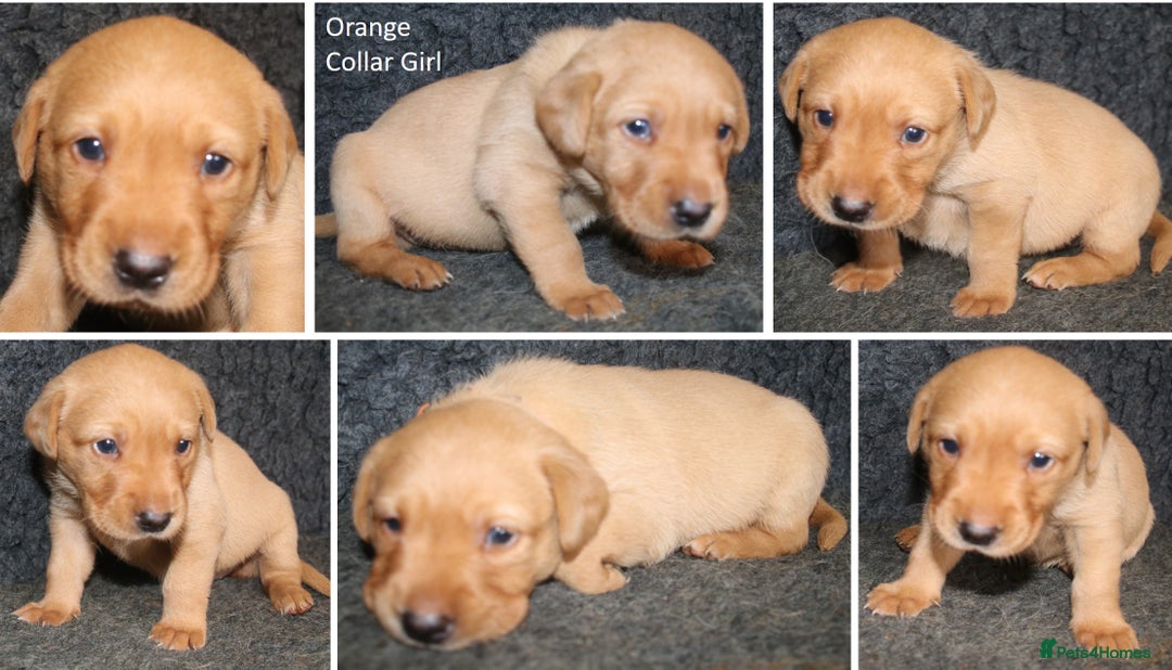 Labrador Retriever dogs for sale: Red Fox Labs : Health Checked-KC Reg-FTCH Pedigree - Image 17