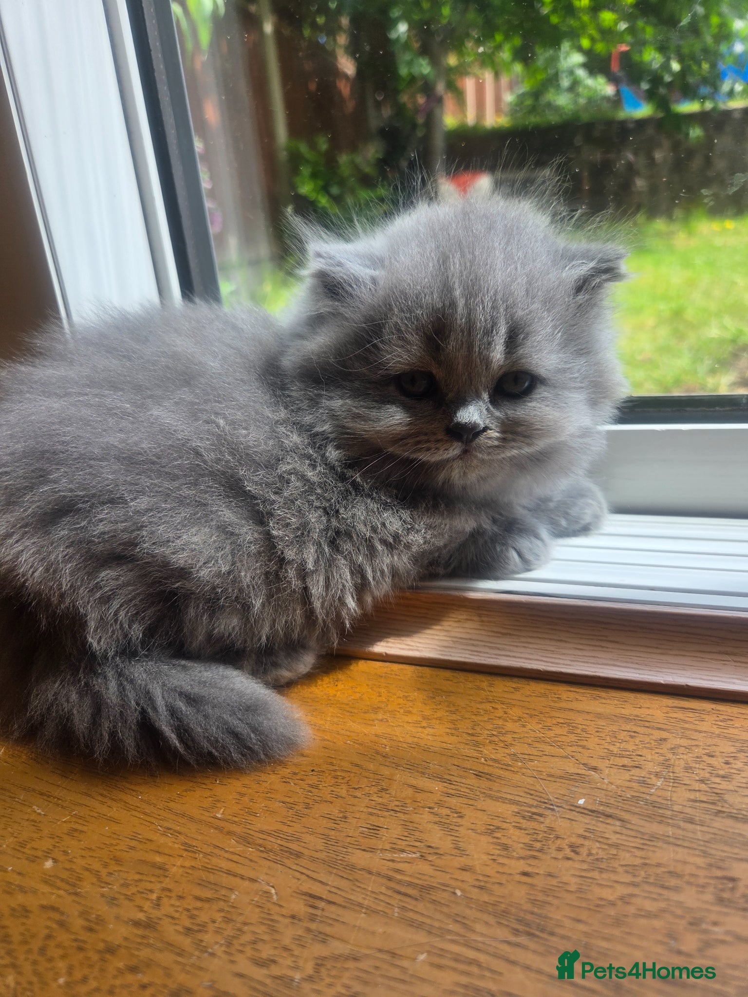 Scottish Fold cats for sale: Scottish kittens blue fold and straight boy, girl in Nottingham - Advert 15
